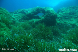 Marine Flora at Ghar Lapsi.