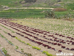 Leisure Activities - Agritourism