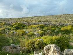 endemic Maltese Spurge in early spring endemic Maltese Spurge in early spring