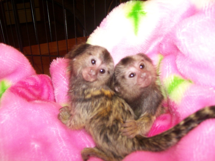 XMas Pair Of Marmoset Monkeys Malta Classified Ads