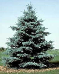 Fraser Fir Xmas Trees